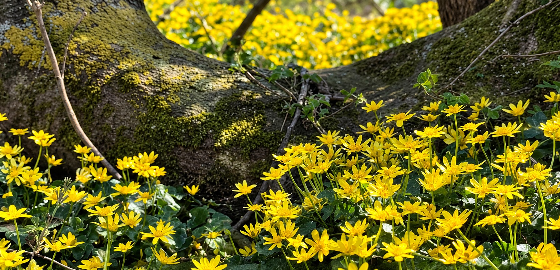 Yellow celandines flowering beneath the trunks of mature trees