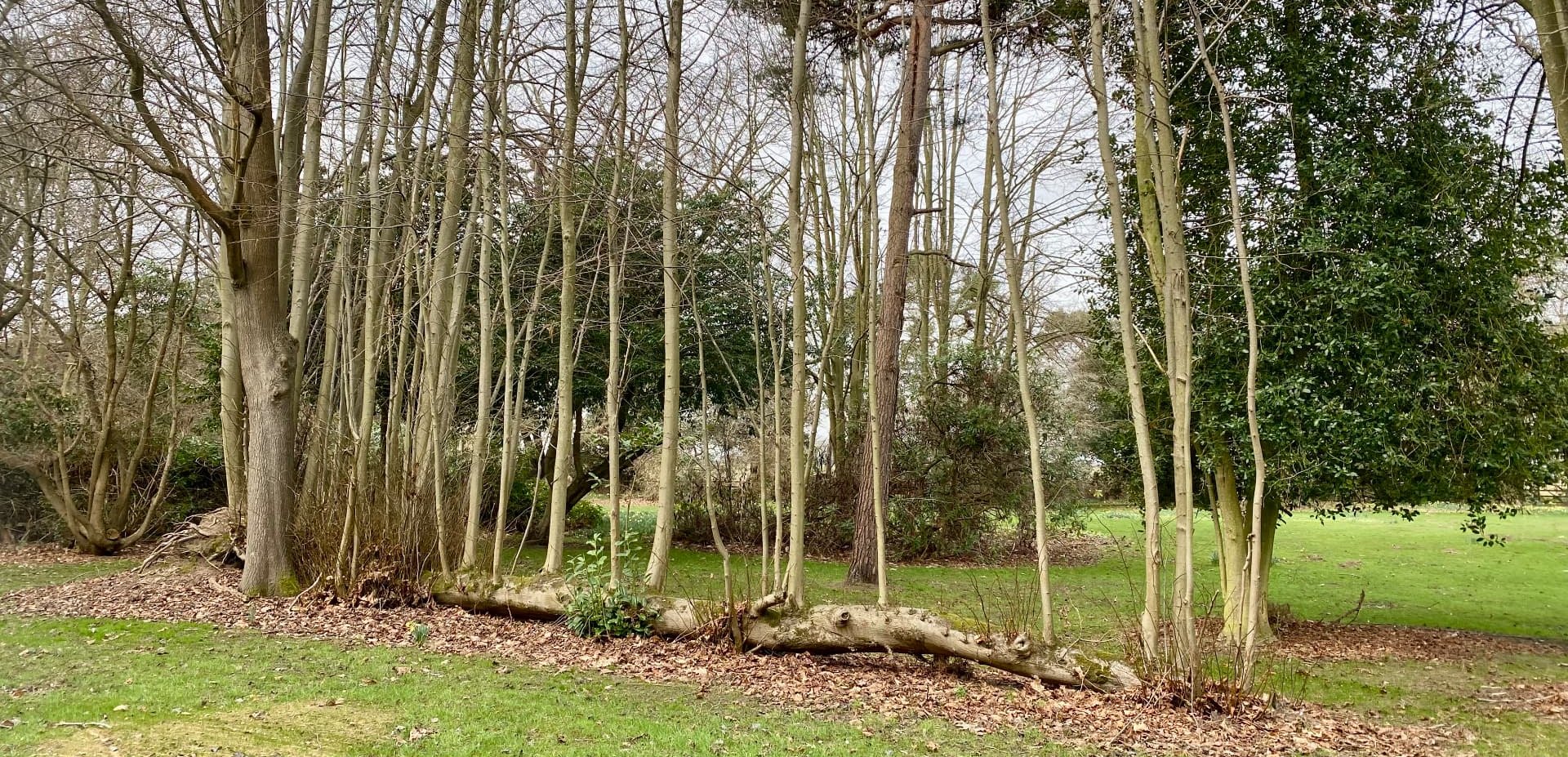 Slender trees above a fallen trunk and open grass in school grounds