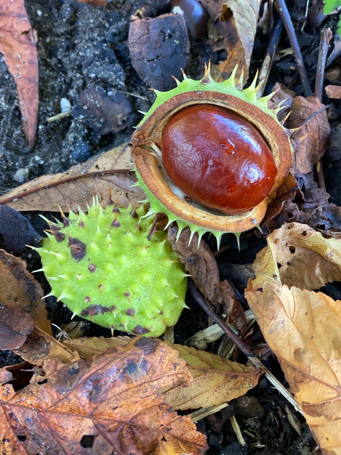 An open horse chestnut case with a glossy conker among autumn leaves